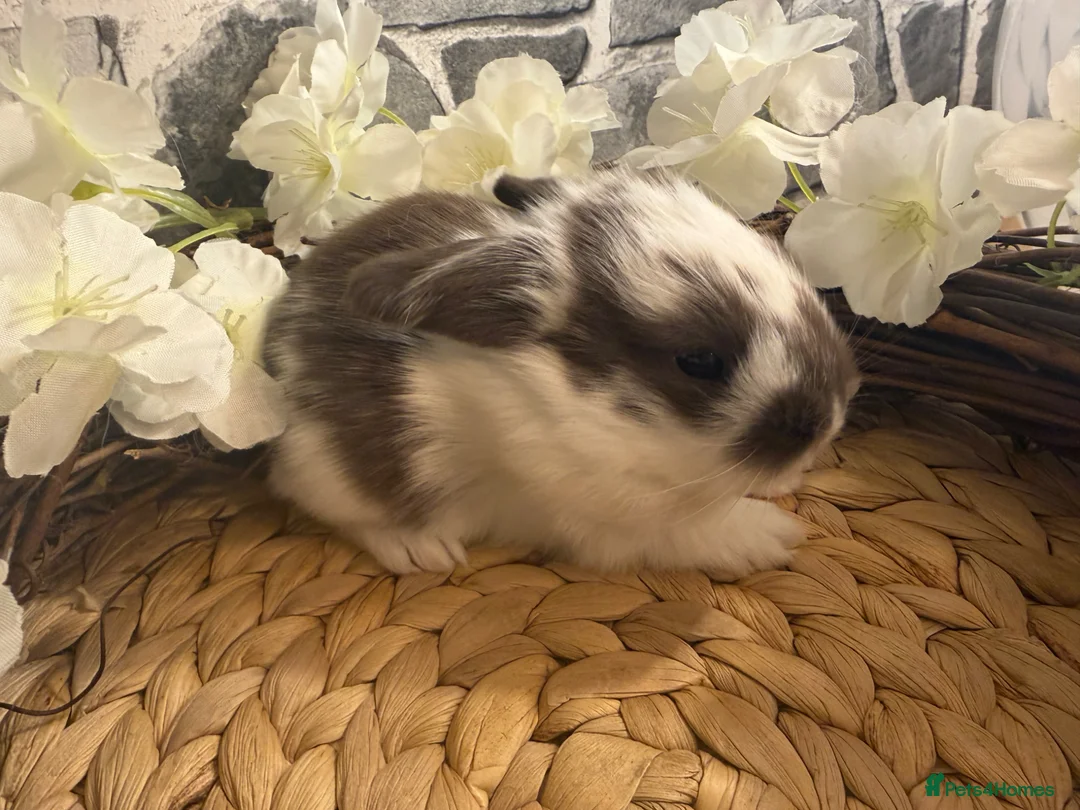 Mini Lop rabbits for sale: beautiful friendly mini lops  - Advert 2