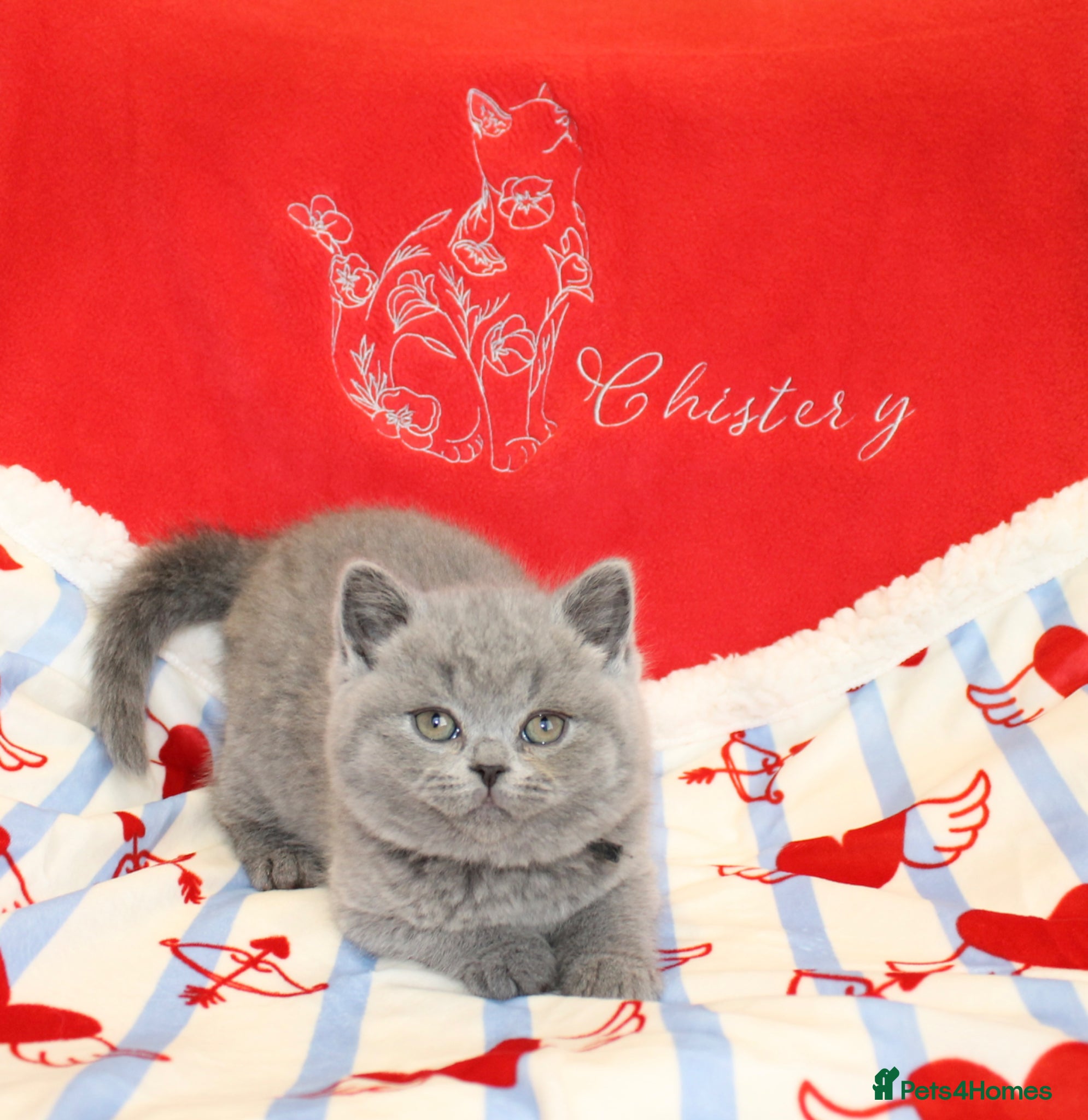British Shorthair cats for sale: Gccf British Blue kittens  - Advert 3