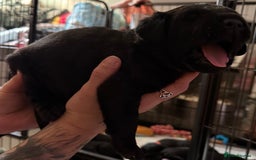 Labrador Retriever dogs for sale: Stunning litter of pure bred black Labrador pups  - Image 18