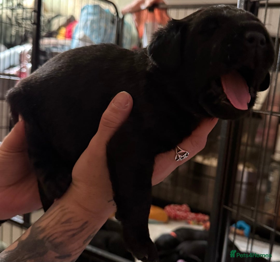 Labrador Retriever dogs for sale: Stunning litter of pure bred black Labrador pups  - Image 18