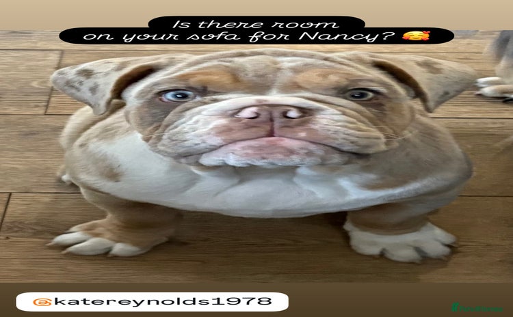 English Bulldog dogs - Advert 2