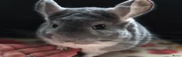 Chinchilla rodents for sale: A verity of Chinchillas rpa/rpac - Advert 11