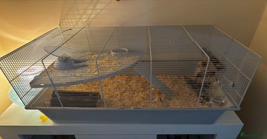 Hamster rodents Grey Syrian Hamster - Advert 6