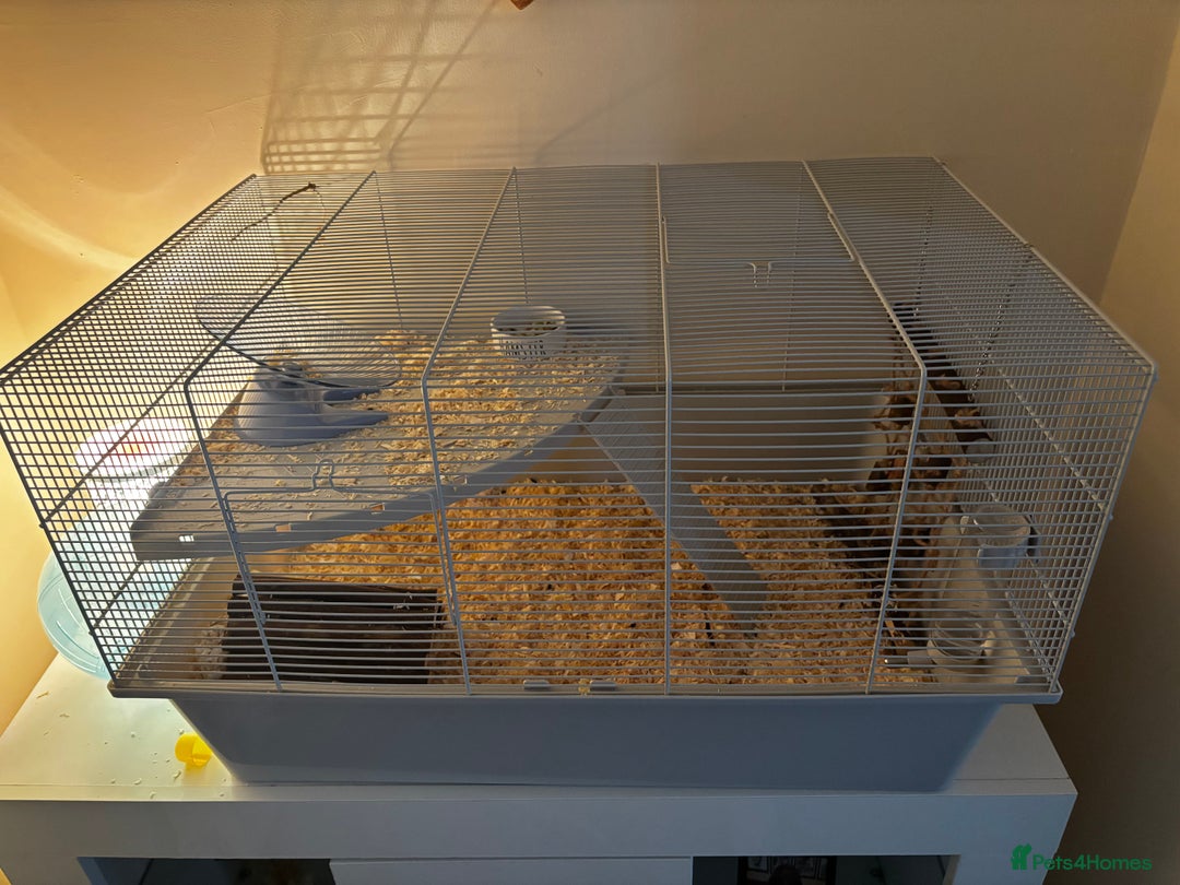 Hamster rodents for sale: Grey Syrian Hamster - Advert 3