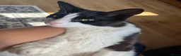 Turkish Angora cats for sale: Lucky  in Wishaw - Advert 2
