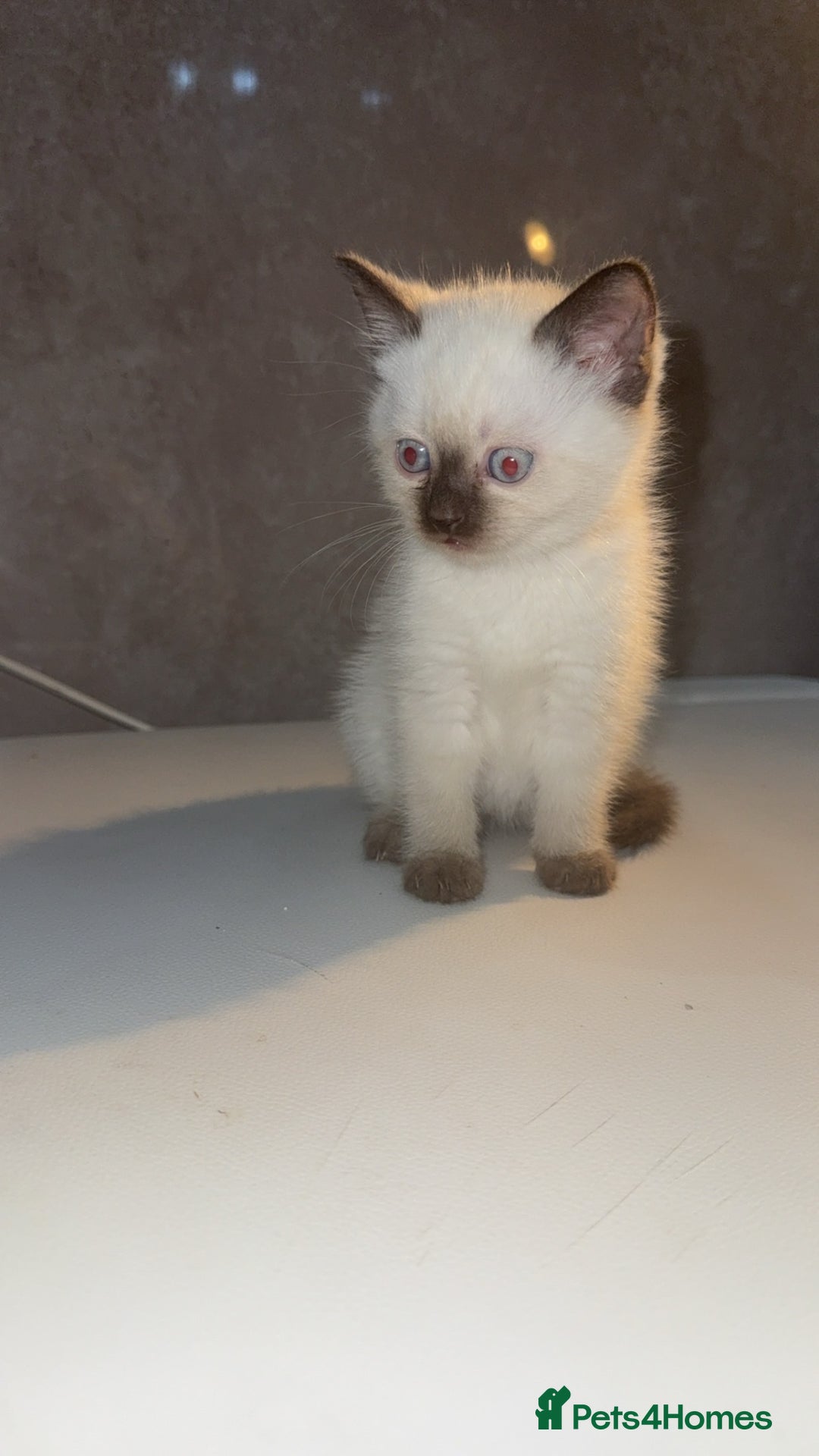 Scottish Fold cats for sale: British Shorthairs For Sale - Image 4