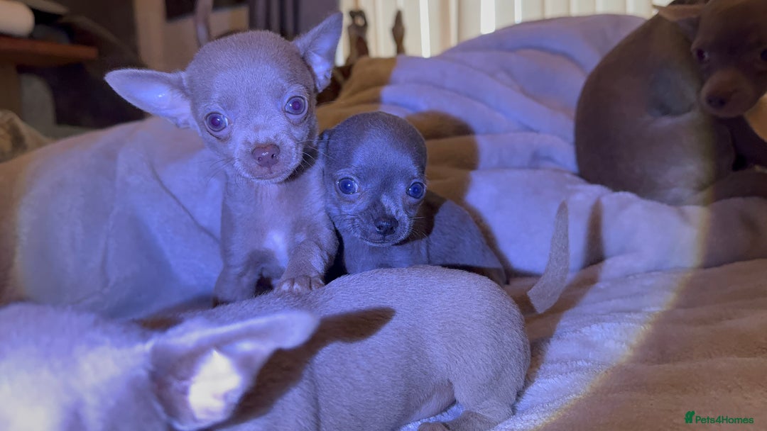 Chihuahua dogs for sale: Three Boy Chihuahuas | Lilac & Blue | Ready - Advert 3
