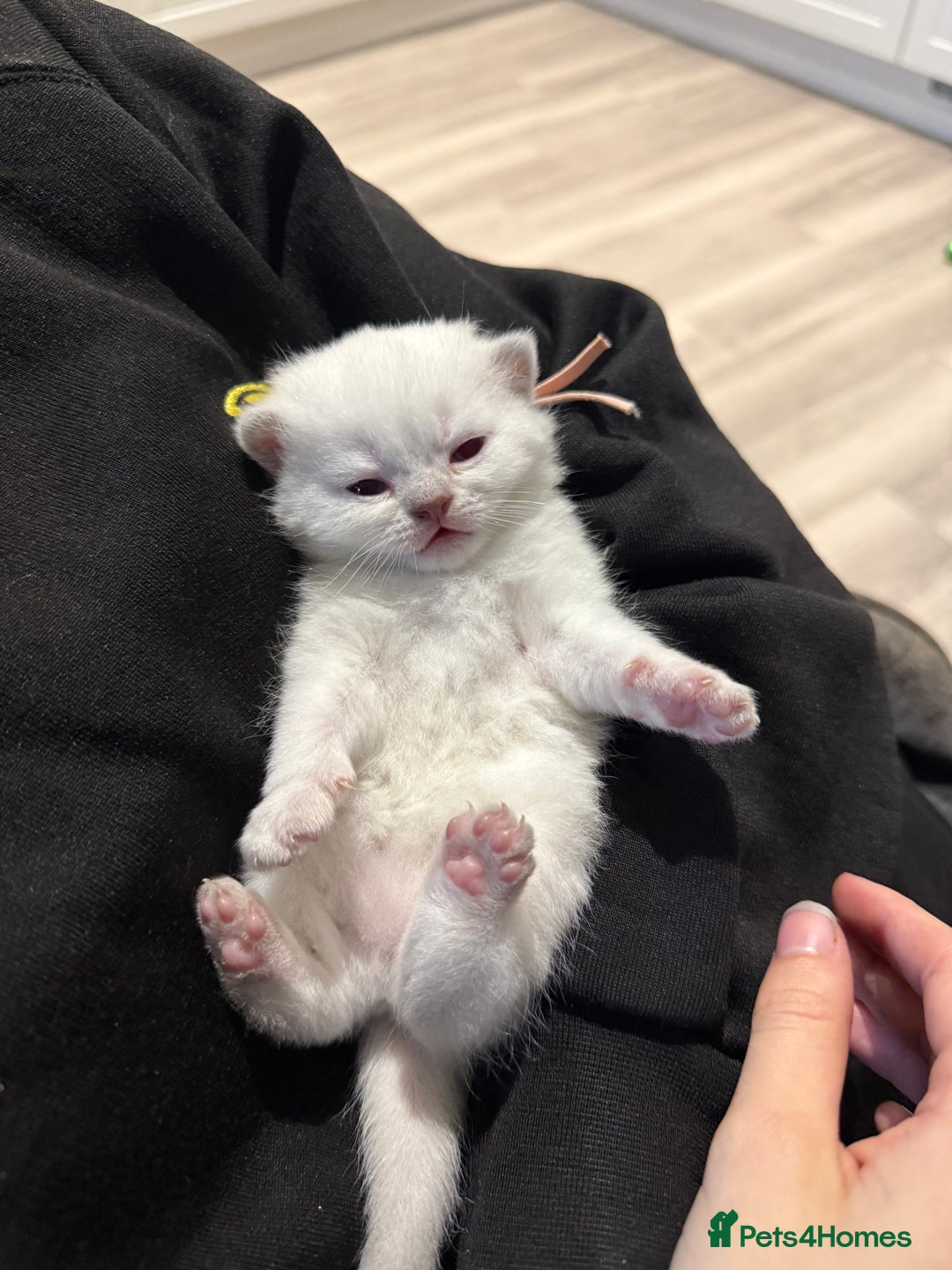 British Shorthair cats for sale: 5 lilac colour point kittens  - Advert 24