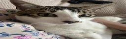 Mixed Breed cats for sale: Adorable and affectionate cat for sale!! - Advert 4