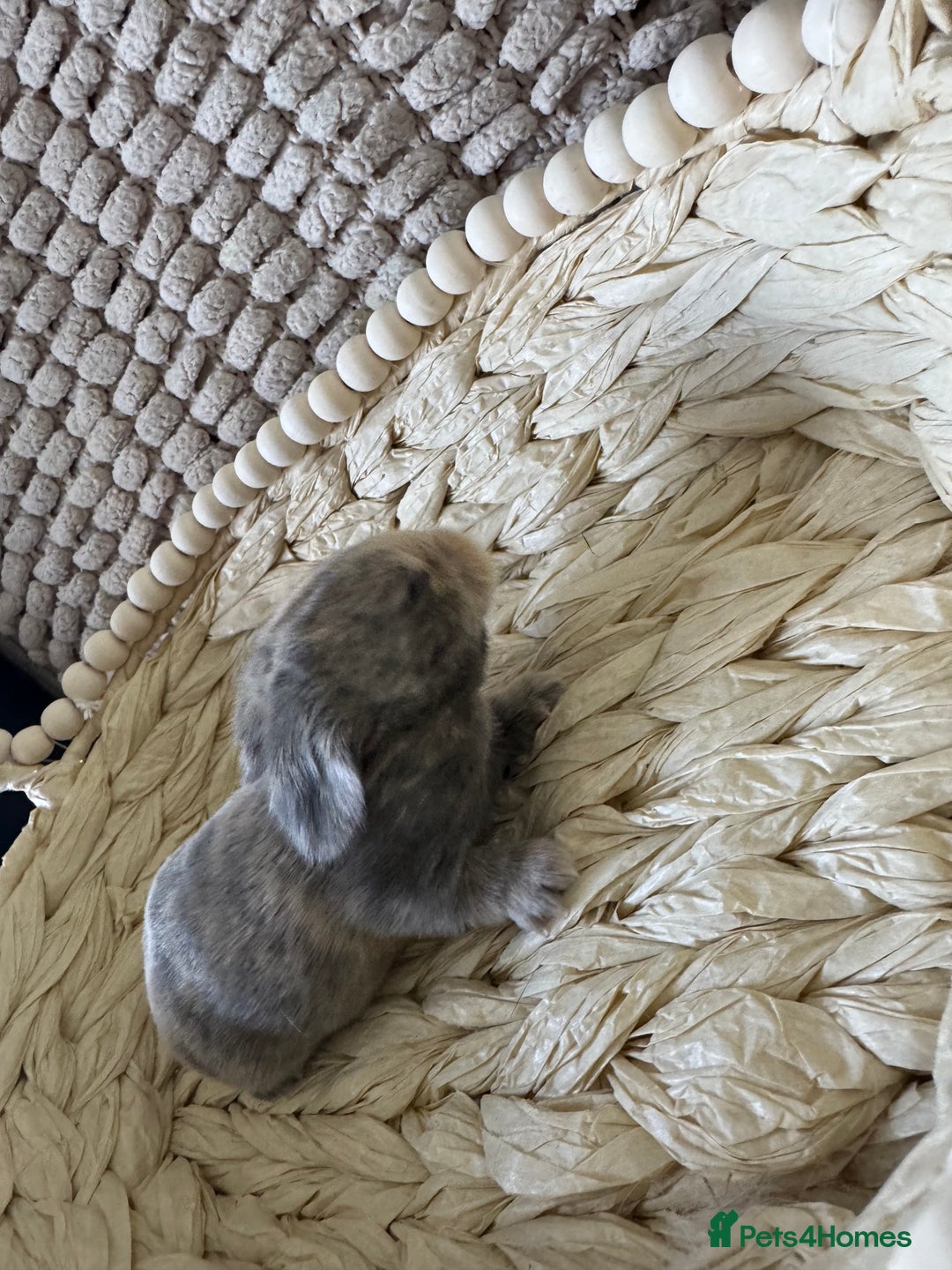 Mini Lop rabbits for sale: ✨ Beautiful Lops ✨  - Advert 10