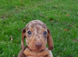 Miniature Dachshund dogs - Advert 14