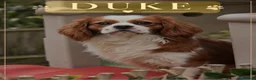 Cavalier King Charles Spaniel dogs for sale: KC Reg Cavalier Pups  - Advert 7