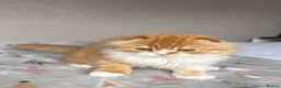 Scottish Fold cats for sale: Scottish Fold TICA Pedigree  - Advert 21