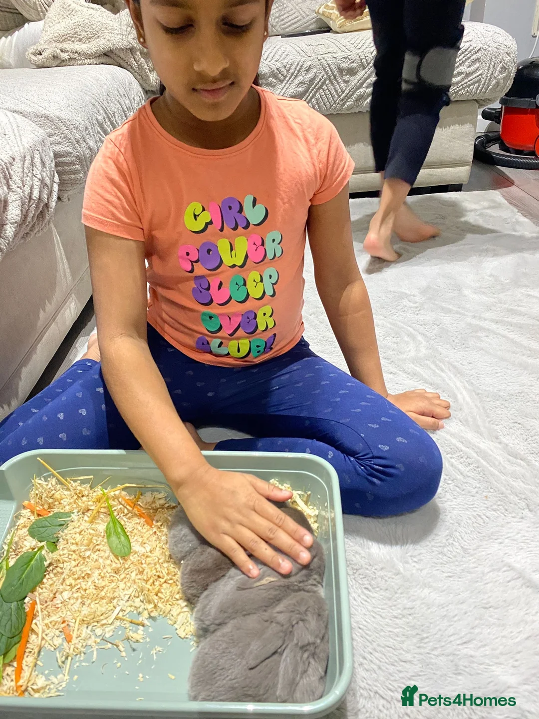 Mini Lop rabbits for sale: ❤️Mini Lop bunny 🐰 for sale   - Advert 12