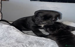 Cane Corso dogs for sale: 2 big cane Corso girls left ! Ready to go now  - Advert 12