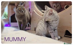 Scottish Fold cats for sale: SCOTTISH FOLD KITTENS ( DELIVERY  AVAILABLE) - Image 9