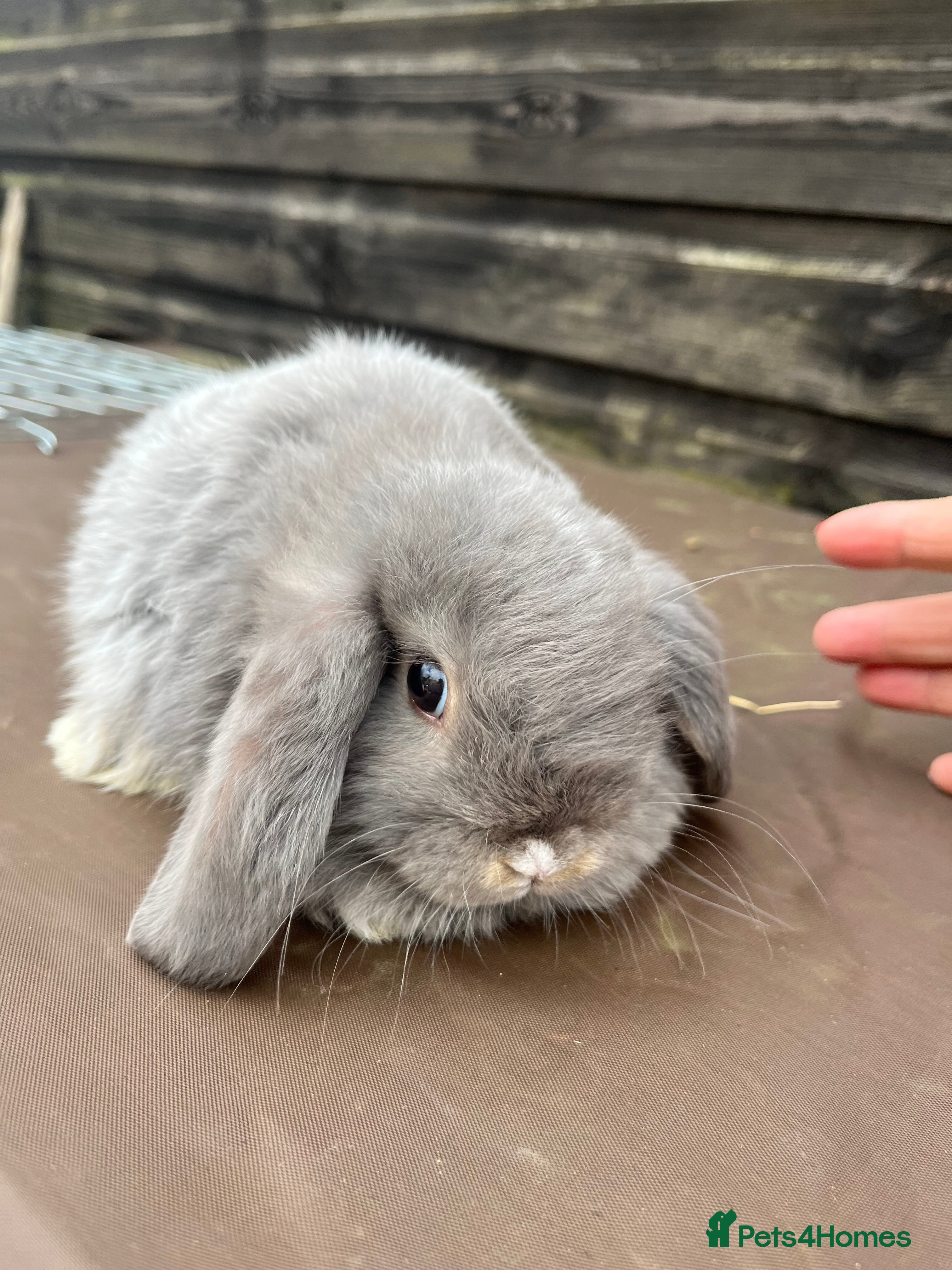 Mini Lop rabbits Gorgeous mini lops stunning colours  - Advert 19