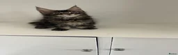 Maine Coon cats for sale: Beautiful babies! - Advert 2