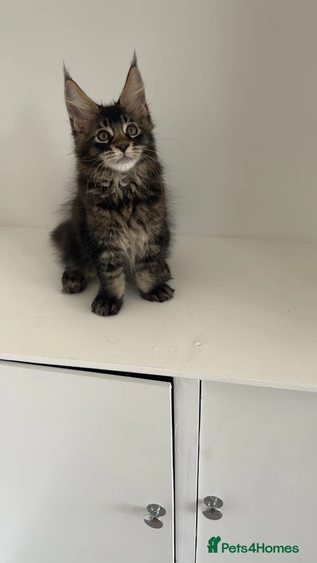 Maine Coon cats for sale: Beautiful babies! - Advert 2