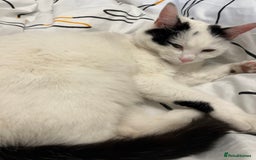 British Shorthair cats for sale: 2 loving beautiful cats  - Image 17