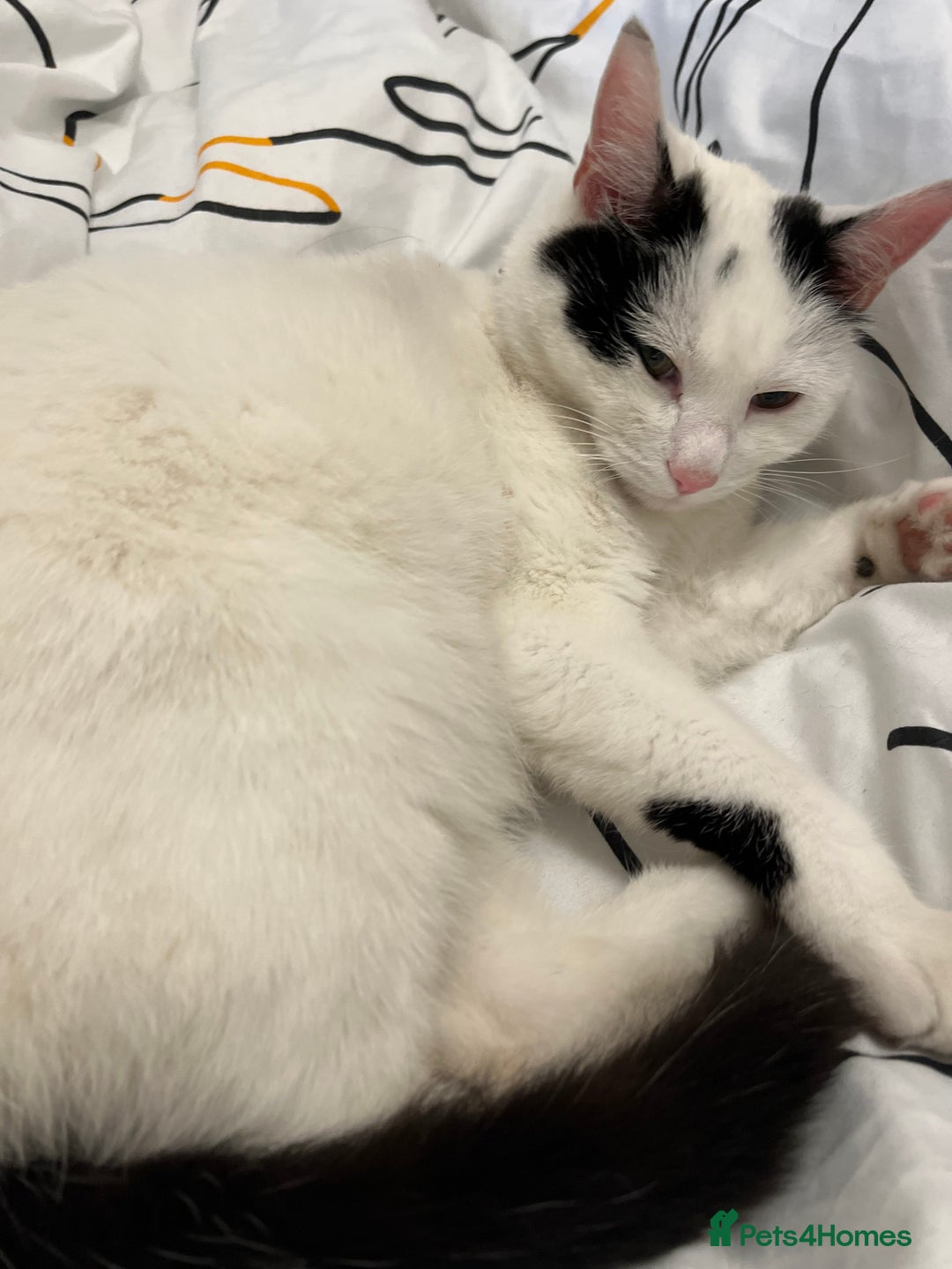 British Shorthair cats for sale: 2 loving beautiful cats  - Image 17