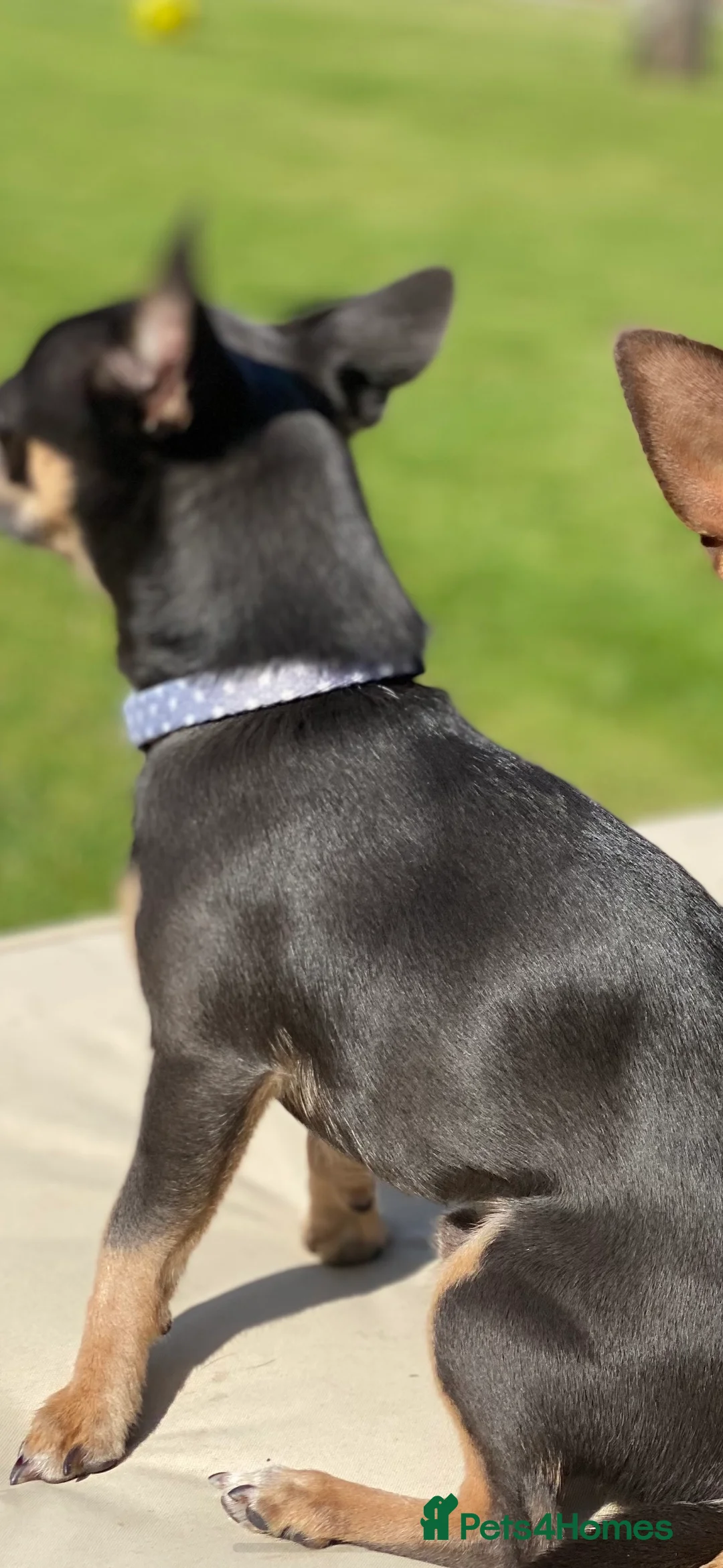 Chihuahua dogs for stud: Small chihuahua stud only not for sale proven  in Bury Saint Edmunds - Advert 15