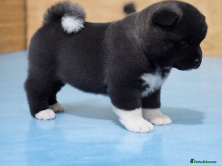 Akita dogs European Champions Bloodline American Akita's - Advert 4