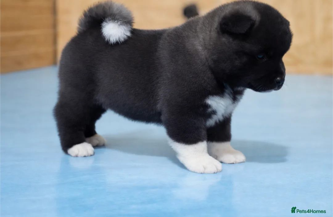 Akita dogs for sale: European Champions Bloodline American Akita's  - Advert 6