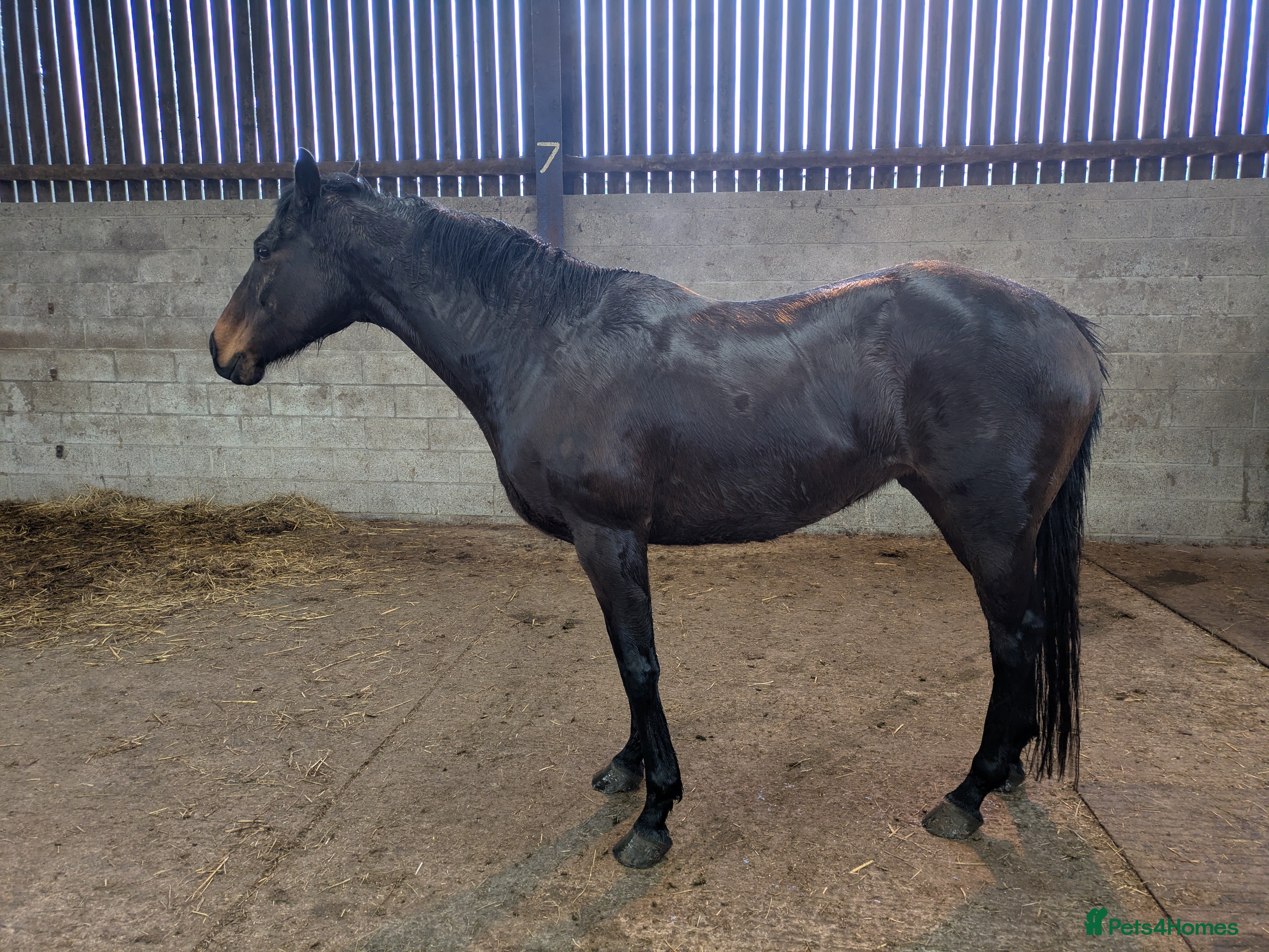 English Thoroughbred horses Two horses for sale - Advert 2