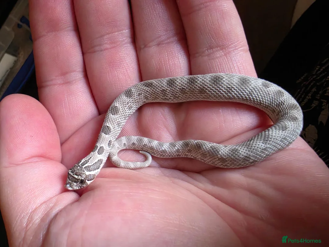 Snake reptiles for sale: Western Hognose Snake  - Advert 3