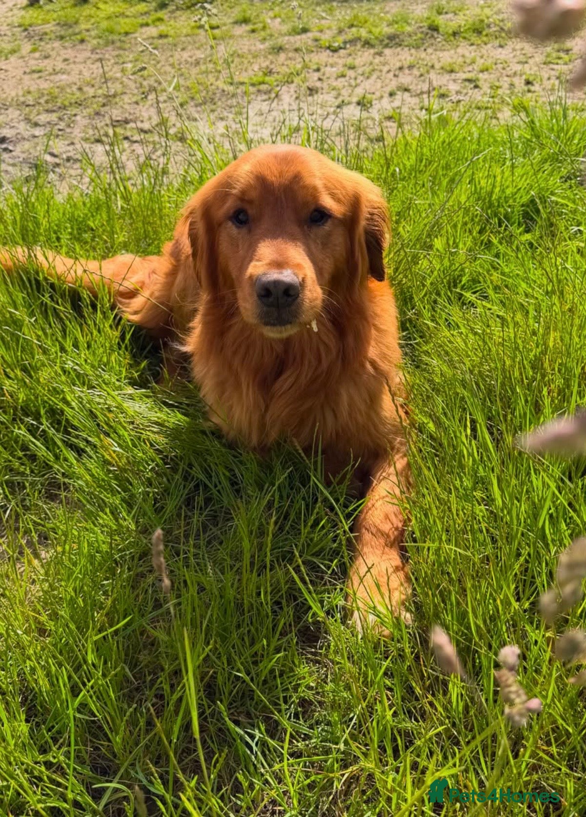 Golden Retriever dogs Outstanding Golden Male for Sale  - Advert 3