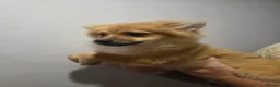 Pomeranian dogs for sale: Pomeranian puppies - Advert 4