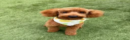 Toy Poodle dogs for stud: KC Pedigree Red Toy Poodle for Stud - Advert 14