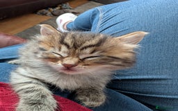 Mixed Breed cats for sale: Ragdoll Mix Kittens  - Image 8