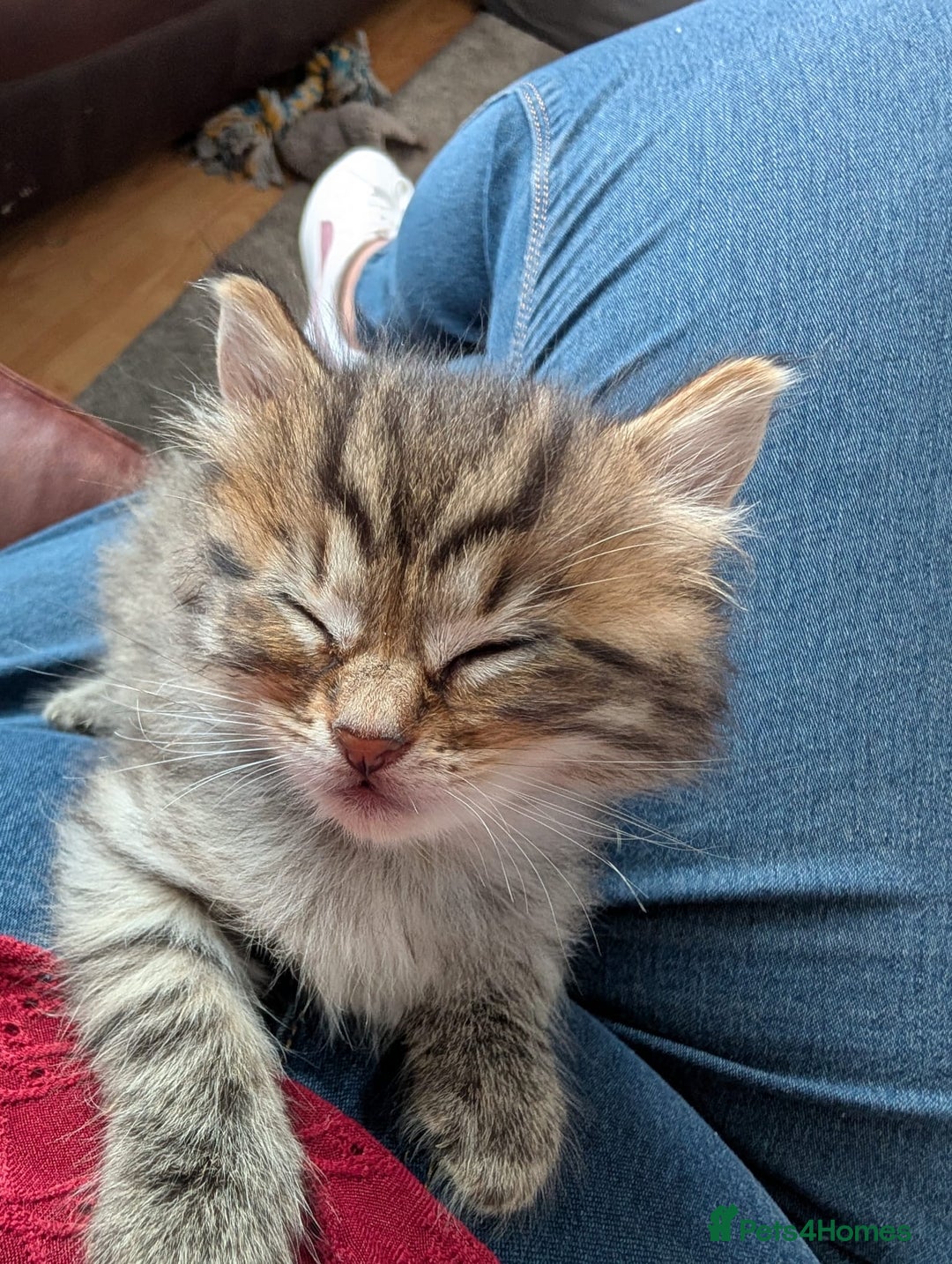 Mixed Breed cats for sale: Ragdoll Mix Kittens  - Image 8