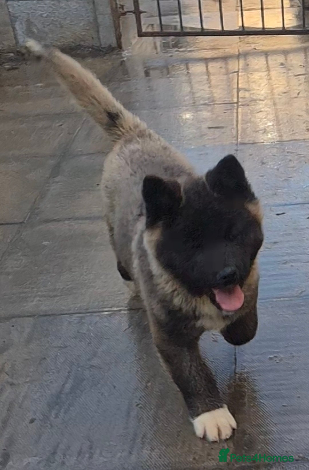 Akita dogs for sale: KC REGISTERED BEAR HEAD AMERICAN AKITA FEMALE PUP - Advert 6