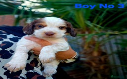 Cocker Spaniel dogs for sale: Cocker Spaniels - Image 13