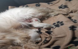 Maltese dogs for sale: Maltese puppies  - Image 7