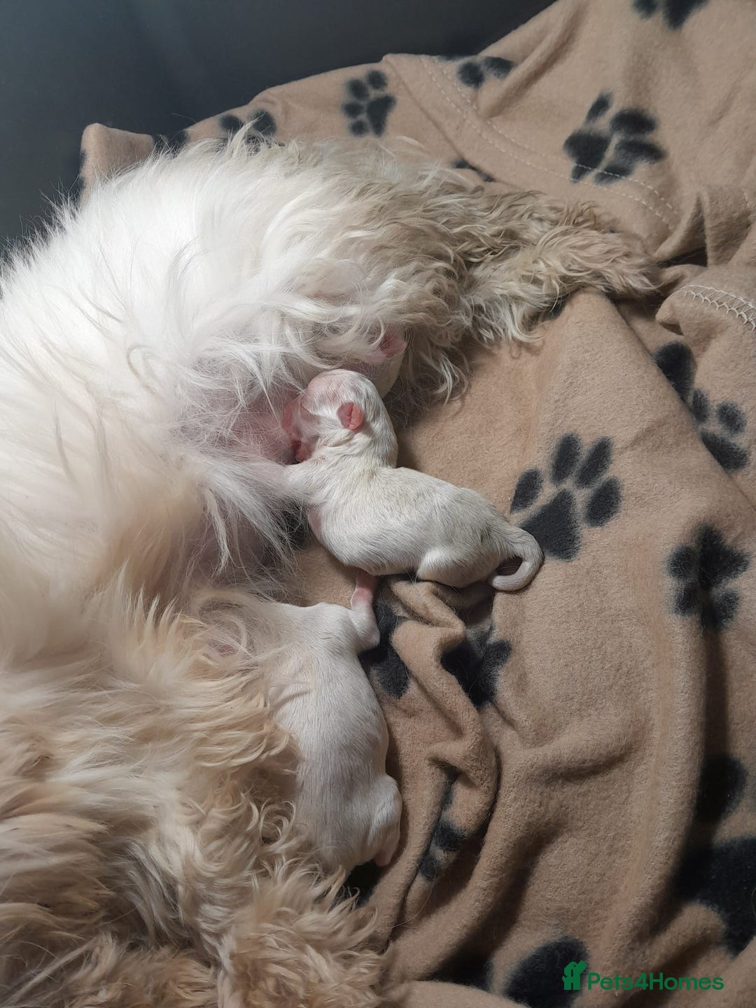 Maltese dogs for sale: Maltese puppies  - Image 7