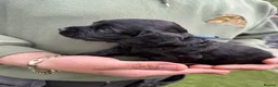 Cocker Spaniel dogs for sale: 4 beautiful cocker spaniel girls left for sale  - Advert 7