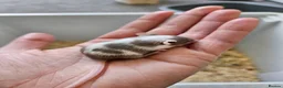 Mouse rodents for sale: Baby female fancy mice  - Advert 13