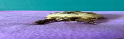 Tortoise reptiles for sale: 2 Horsefield Tortoises - Advert 6