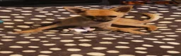 Chihuahua dogs for sale: Gorgeous tiny girl Chihuahua - Advert 3