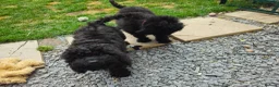 Cockapoo dogs for sale: Cockapoo F2  2x Girls Left - Advert 3