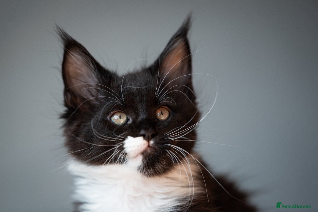 Maine Coon cats for sale: Pedigree Maine Coon Kittens (TICA) - Image 21