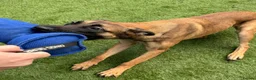 Belgian Shepherd Dog dogs for sale: 8 Month Old Mali/Dutch Female Pup BRN 56036 - Advert 11