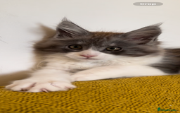 Maine Coon cats for sale: Beautiful Maine Coon kittens - Image 2
