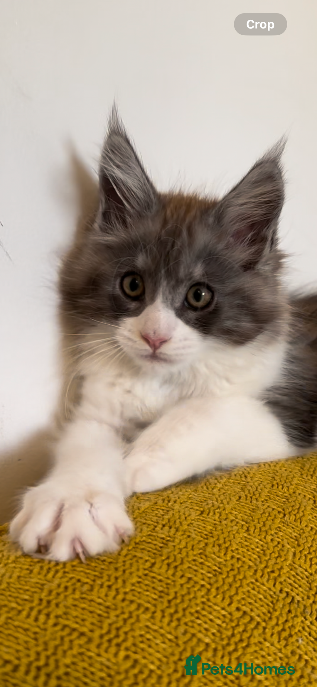 Maine Coon cats for sale: Beautiful Maine Coon kittens - Image 2