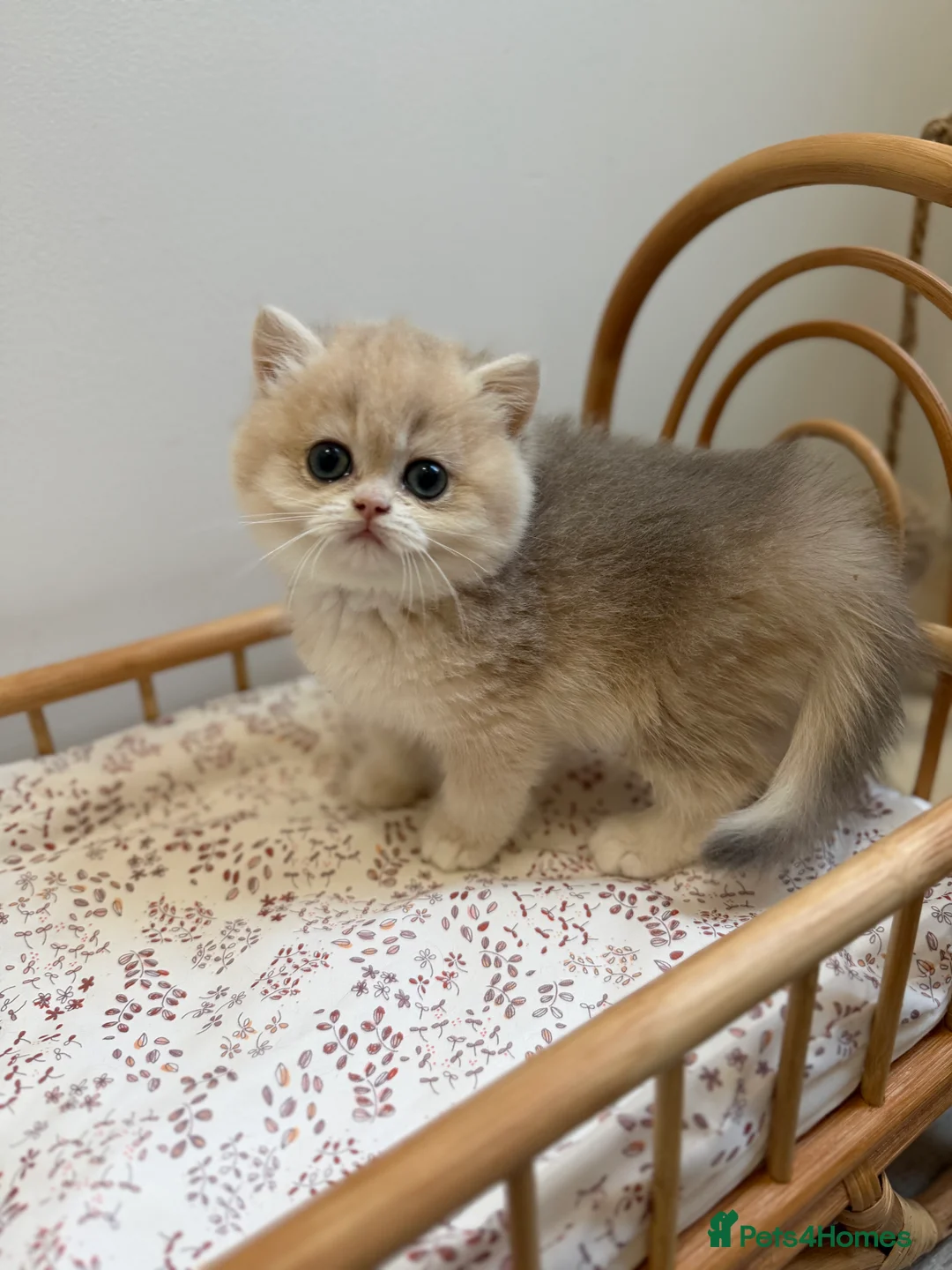 British Shorthair cats for sale: Golden Blue British Shorthair kittens - Advert 16