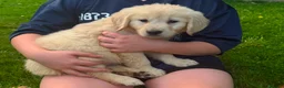 Golden Retriever dogs for sale: GOLDEN RETREIVER PUPPIES - Advert 5